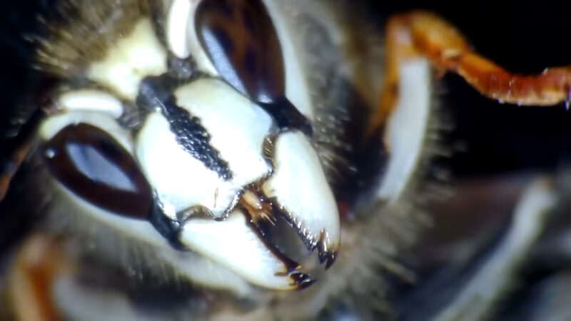 Bald-Faced Hornets