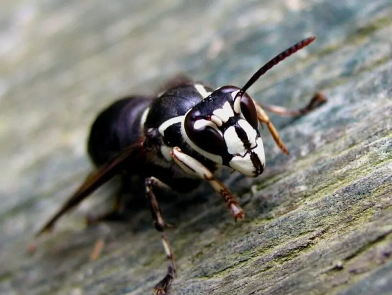 Bald-faced Hornet