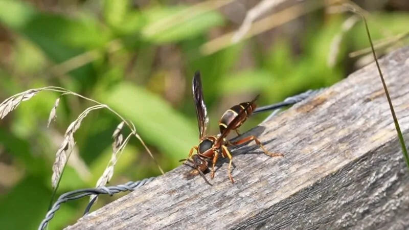 Dark Paper Wasp