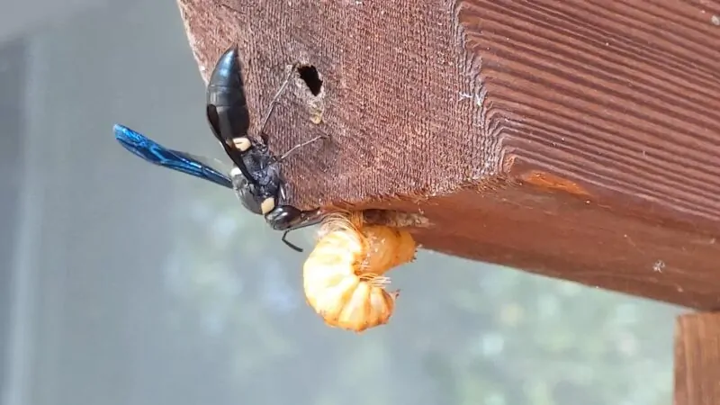 Four-toothed Mason Wasp