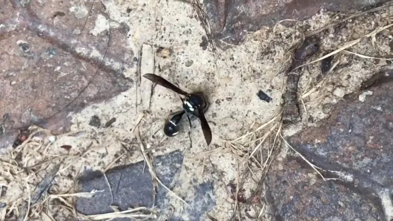 Fraternal Potter Wasp