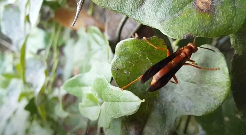 Metric paper wasp