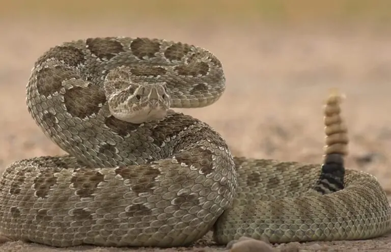 snake