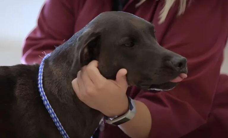 Gentle vet hands caress the dog's head
