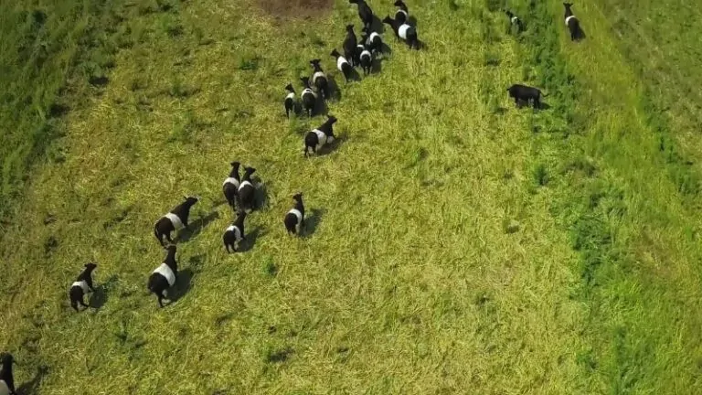 A Flock of Sheep Grazing on A Field, Showcasing Sustainable Practices in Organic Farming in Iowa