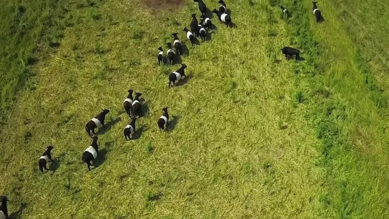 A Flock of Sheep Grazing on A Field, Showcasing Sustainable Practices in Organic Farming in Iowa