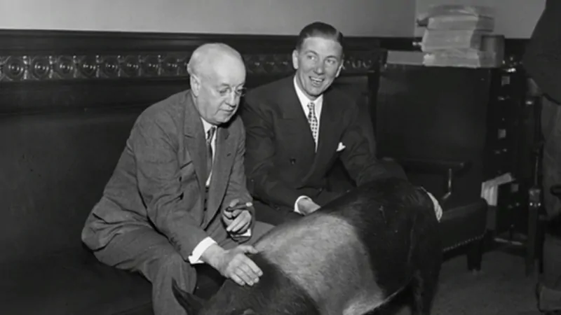 Minnesota Governor Floyd B. Olson sits with another man while petting the pig Floyd of Rosedale