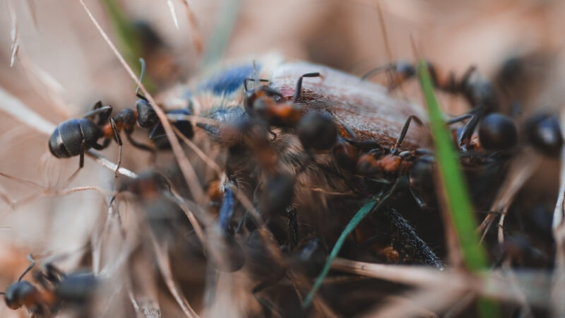 Black ants gather around a dead insect in dry grass