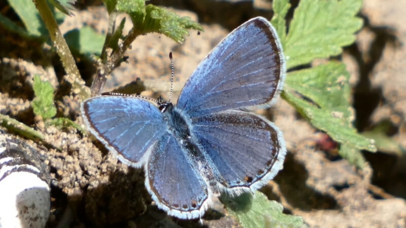A small blue butterfly rests on the ground among green leaves