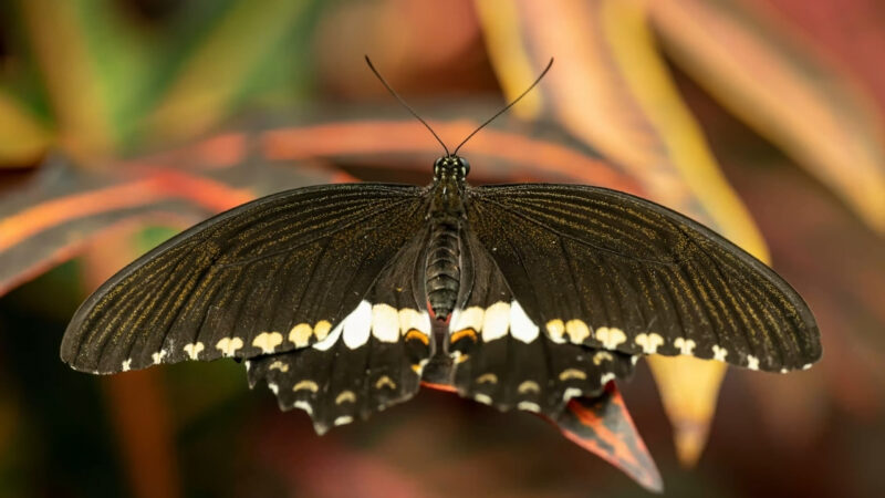 A black swallowtail butterfly rests with its dark wings spread wide