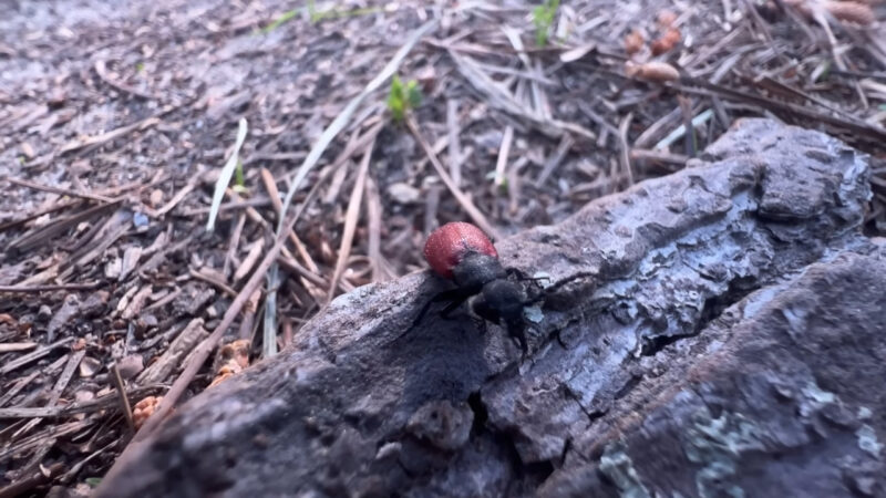A red and black blister beetle crawls across a piece of bark