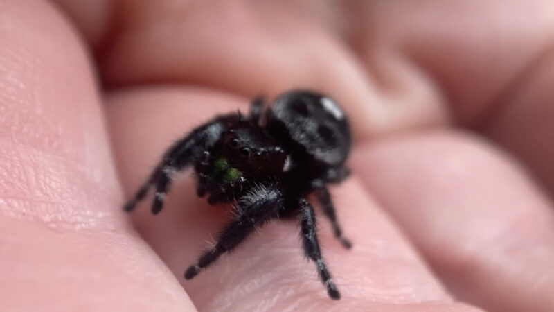 A black bold jumper with white spots rests on a person’s hand