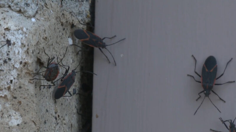Boxelder bugs clustered on the exterior wall of an Iowa home