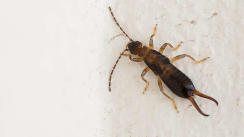 An earwig rests on a light wall