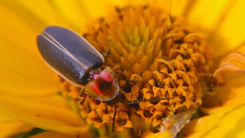 A firefly rests on the center of a yellow flower