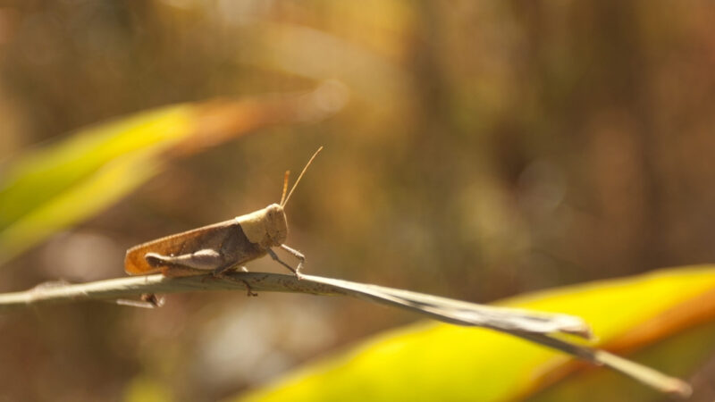 A brown grasshopper rests on a thin plant stem