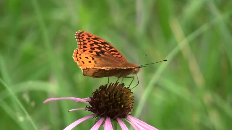 A great spangled fritillary butterfly rests on a purple coneflower