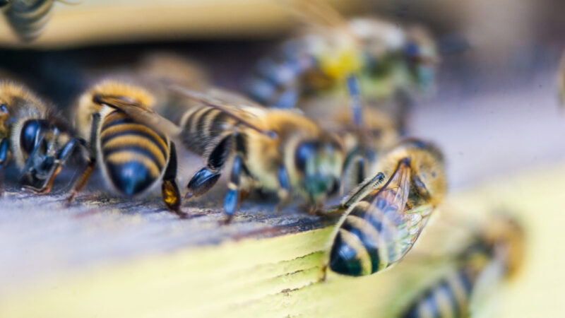 Honey bees gather at the entrance of a wooden hive