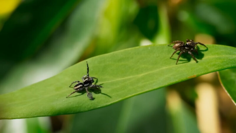 Two jumping spiders face each other on a green leaf