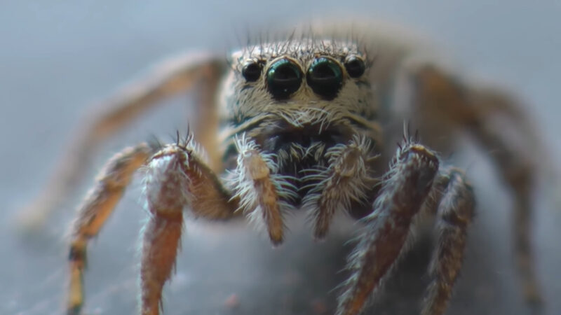 Close-up of a jumper with its large front-facing eyes clearly visible