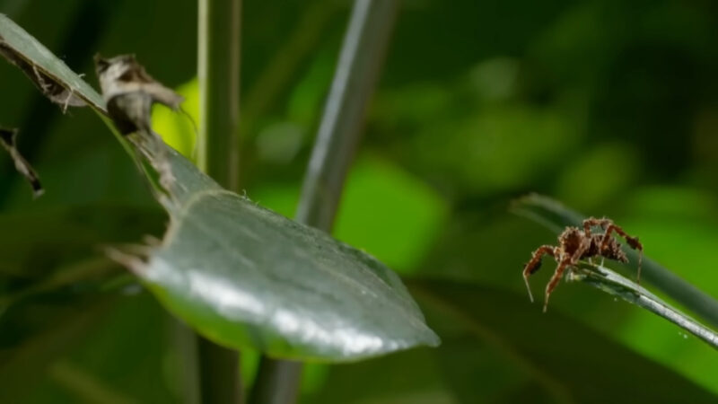 A small male jumper displays on a leaf beside dense green foliage