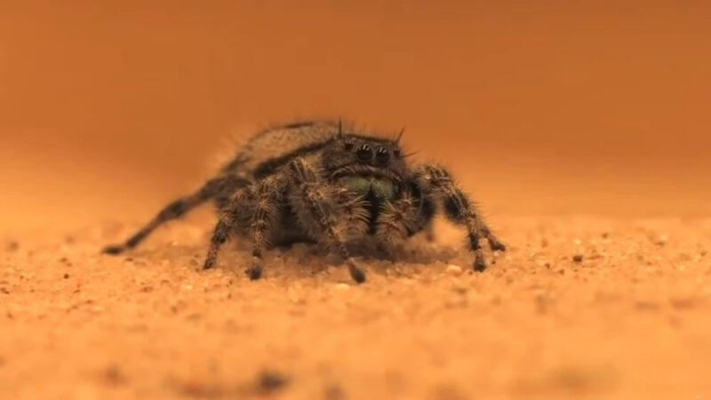 A brown jumper with large front eyes rests on a sandy surface
