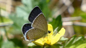 A small blue butterfly sits on a yellow flower