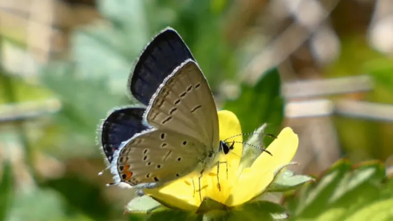 A small blue butterfly sits on a yellow flower