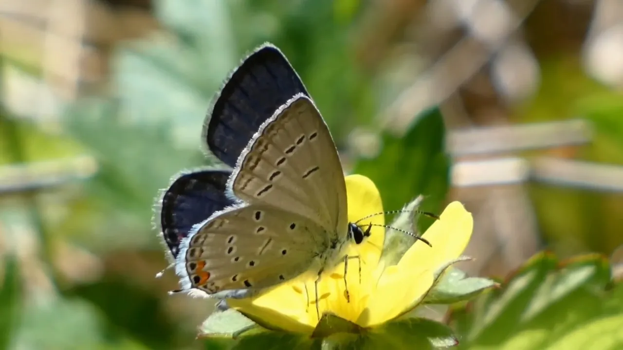 Iowa Butterflies You Are Most Likely to Spot This Season