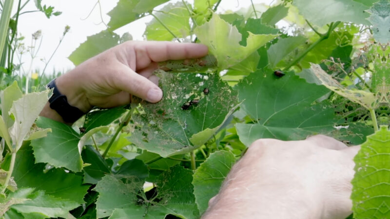 Japanese beetles feed on damaged grape leaves as a person inspects the plant