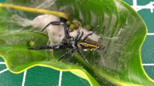 A black jumping spider with metallic gold stripes rests on green leaves