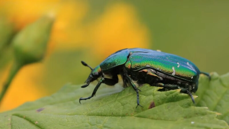Metallic green June beetle rests on a leaf