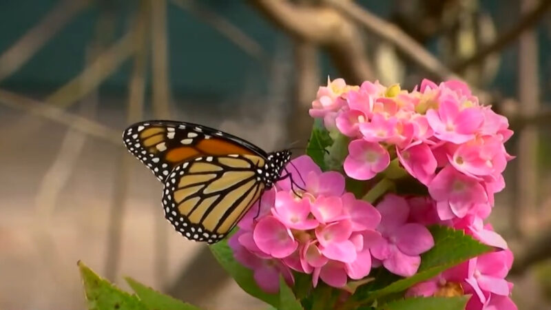 A monarch butterfly rests on bright pink flowers