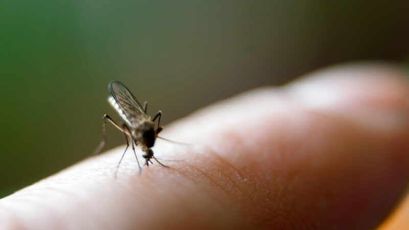 A mosquito bites a person’s finger at close range