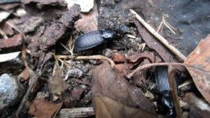 Black ground beetles move through leaf litter and soil