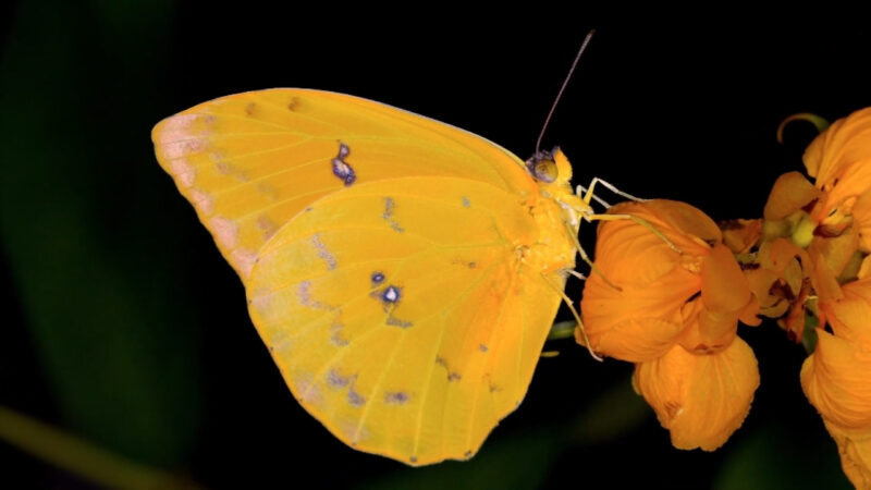 An orange sulphur butterfly rests on an orange flower