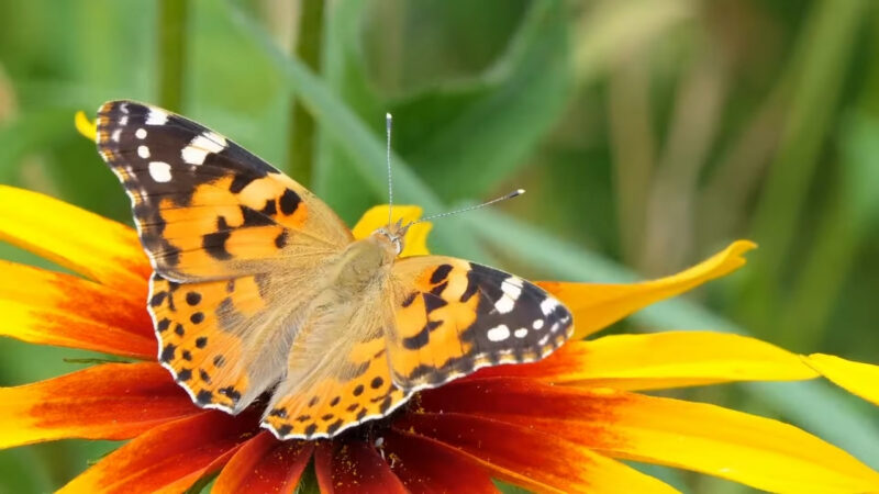 A painted lady butterfly sits on a yellow and red flower