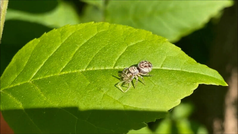 A small peppered jumper rests on a bright green leaf