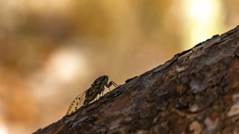 A cicada rests on a tree trunk in warm sunlight