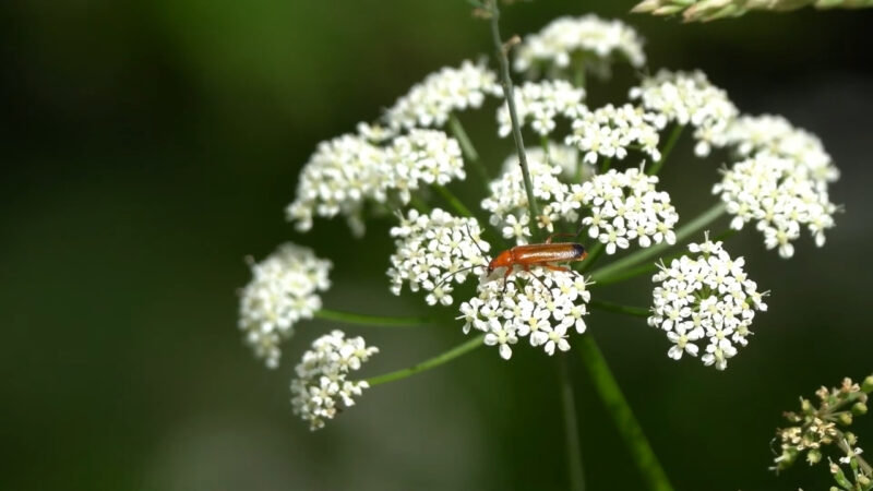 A soldier beetle rests on a cluster of white flowers