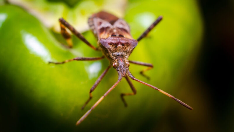 A brown stink bug rests on a green leaf