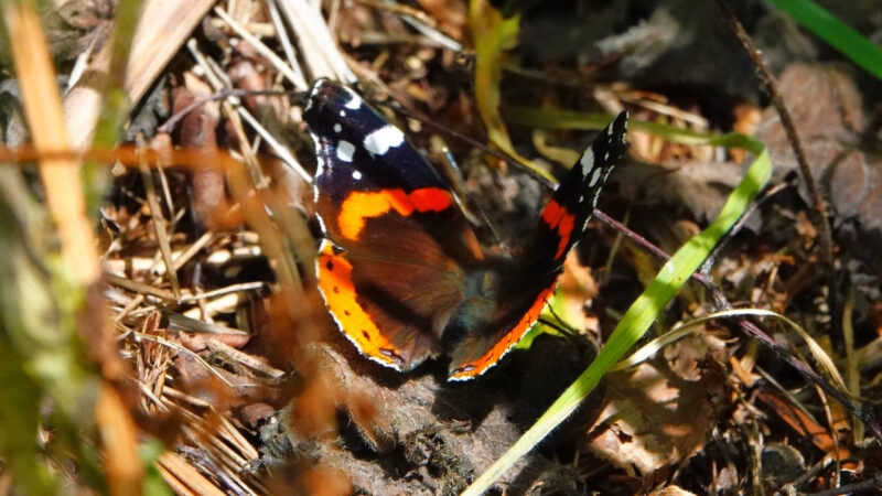 A red admiral butterfly sits on the forest floor