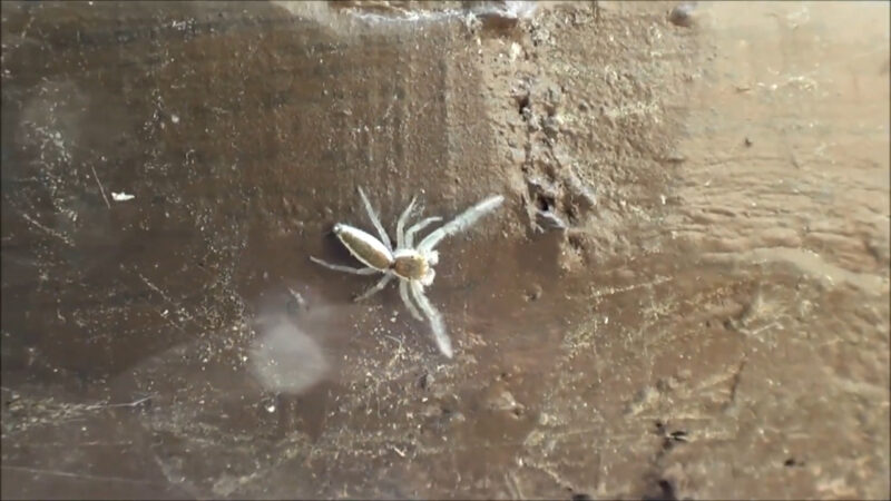 A pale white-jawed jumper rests on a rough wooden surface