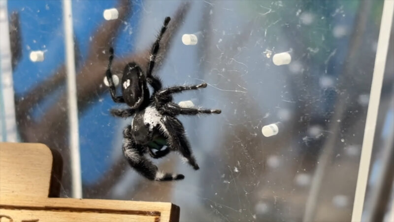 A black and white jumper clings to a clear surface
