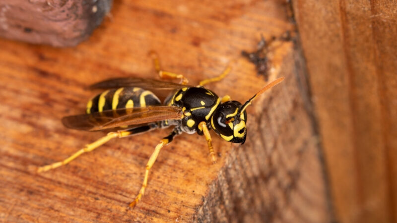 A yellowjacket wasp on a wooden surface