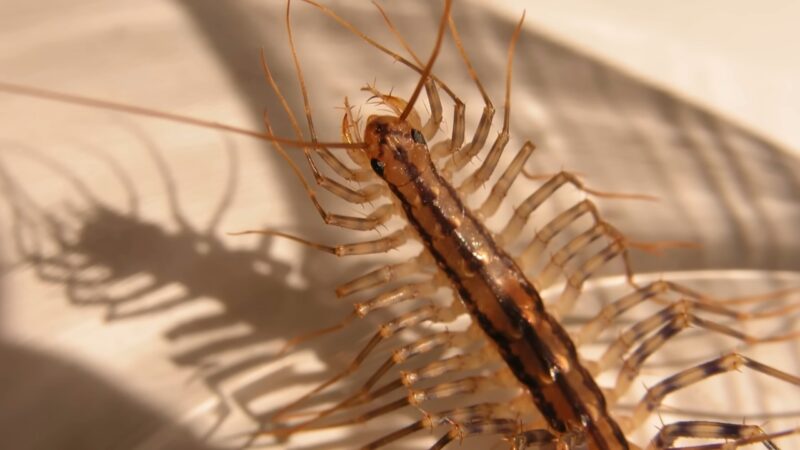 Close-up of a house centipede on a light-colored surface