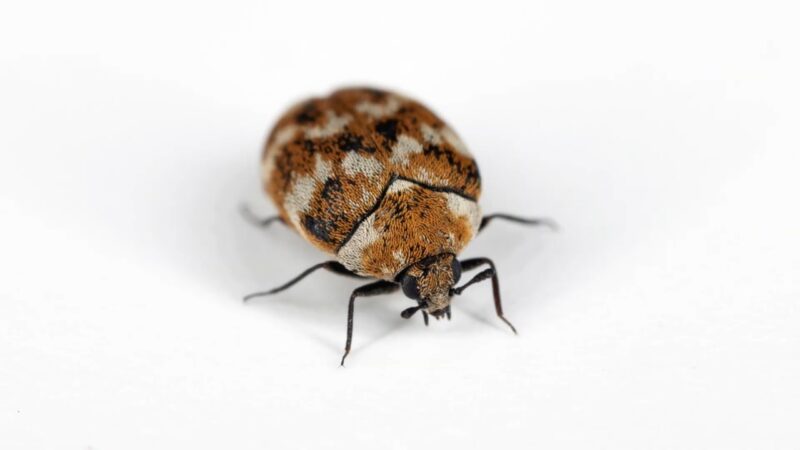 A small brown and white carpet beetle on a plain white surface
