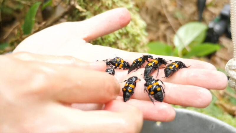 Several black and orange carrion beetles rest on a person’s hand