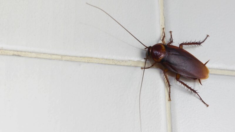 A brown cockroach rests on white floor tiles
