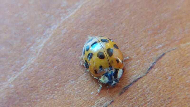 An orange Asian lady beetle with black spots sits on a wooden surface